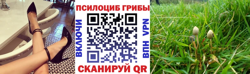 Галлюциногенные грибы MAGIC MUSHROOMS  продажа наркотиков  Чудово 